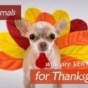 39 Animals Who Are Very Excited for Thanksgiving